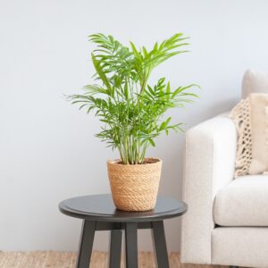 plantje.nl Chamaedorea Elegans, Mexicaanse Dwergpalm, Groen