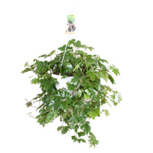 Koningswingerd (Cissus 'Ellen Danica') - P 17 cm