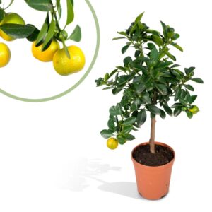 Citrus Calamondin - Citrusboompje - P15