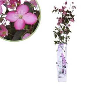 Clematis Montana Fincent - Bosrank - P15