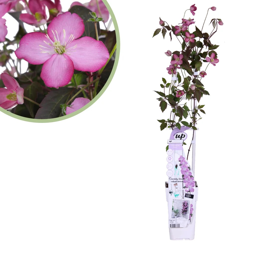 Clematis Montana Fincent - Bosrank - P15 1 Clematis Montana Fincent - Bosrank - P15