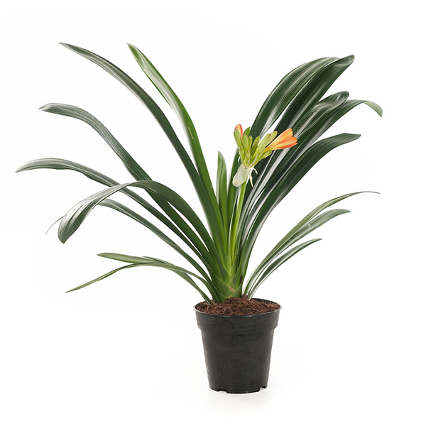 Clivia P 15 cm 1 Clivia P 15 cm