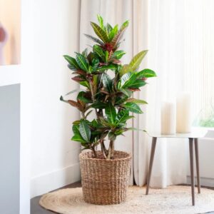 plantje.nl Croton Petra (vertakt) Kamerplanten Multicolor