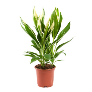 Cordyline Fruticosa conga - P 19 cm