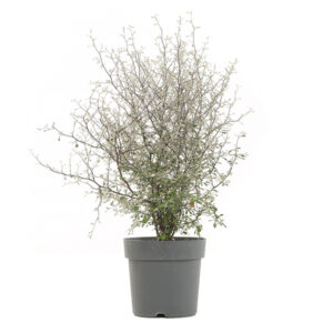 Corokia 'Maori Green' (Zigzagplant) - P 19 cm