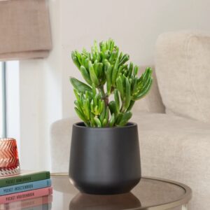 plantje.nl Crassula Ovata Hobbit, P 12 cm, Groen, Opgerolde bladeren, Dikke bladeren, Gasloos gekweekt, Duurzamere keuze