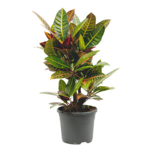 Croton Petra (Codiaeum vertakt) - P 21 cm