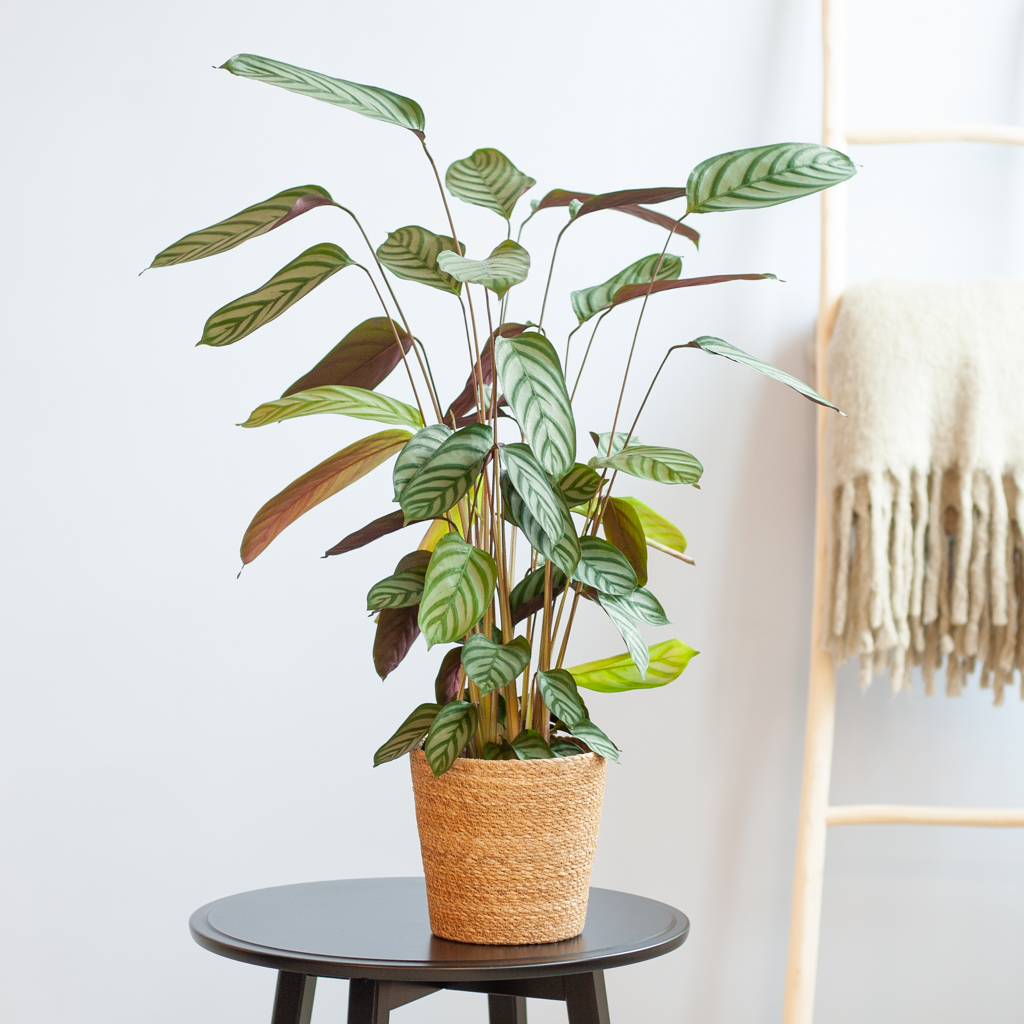 Ctenanthe Compact Star - P17 1 Ctenanthe Compact Star - P17