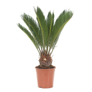 Cycas Revoluta (Vredespalm) - P 12 cm