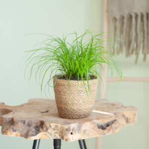 Cyperus Zumula - Kattengras - P12
