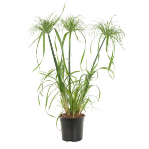 Cyperus Papyrus (Papyrusplant) - P 19 cm
