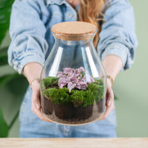 Plantenterrarium Hypoestes roze (DIY)