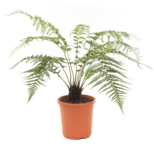 Dicksonia Antarctica - Tasmaanse boomvaren - P26