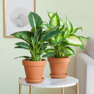 Dieffenbachia Duo - P12