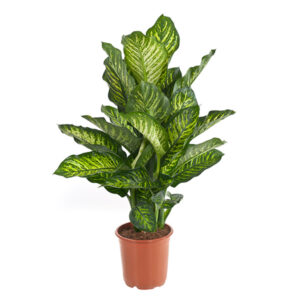 Dieffenbachia Maroba (Dief van Bagdad) - P 21 cm