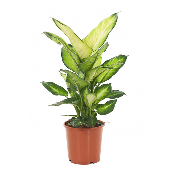 Dieffenbachia summer style - P 17 cm 1 Dieffenbachia summer style - P 17 cm