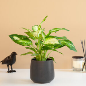 Dieffenbachia Camilla - P12