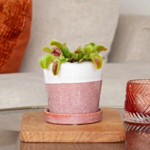 Dionaea Muscipula (mini) - Vleesetende plant - P6