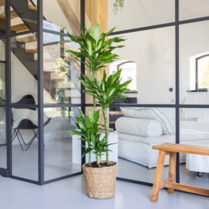 plantje.nl Dracaena Janet Lind, Drakenbloedboom, Groen, Groene bladeren, Lange bladeren, Geschikt voor beginnende plantenliefhebbers, robuuste stam,