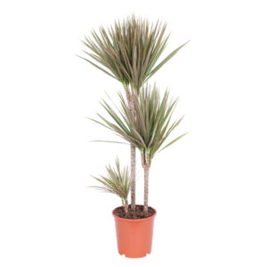 Dracaena Marginata 'Bicolor' (Drakenbloedboom) P 24 cm