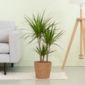 Dracaena Marginata - Drakenbloedboom - P21