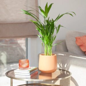 plantje.nl Goudpalm Chrysalidocarpus Lutescens, Kind en huisdiervriendelijke planten, Groene Kamerplanten, Luchtzuiverende planten, Woonkamer,