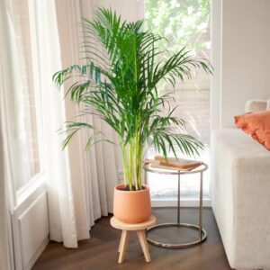 plantje.nl Goudpalm Dypsis Lutescens, Groen, Veerachtige bladeren, Luchtzuiverend, Hoge luchtvochtigheid, Indirect zonlicht of schaduw, Regelmatig