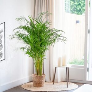 Dypsis Lutescens - Areca Palm - P24
