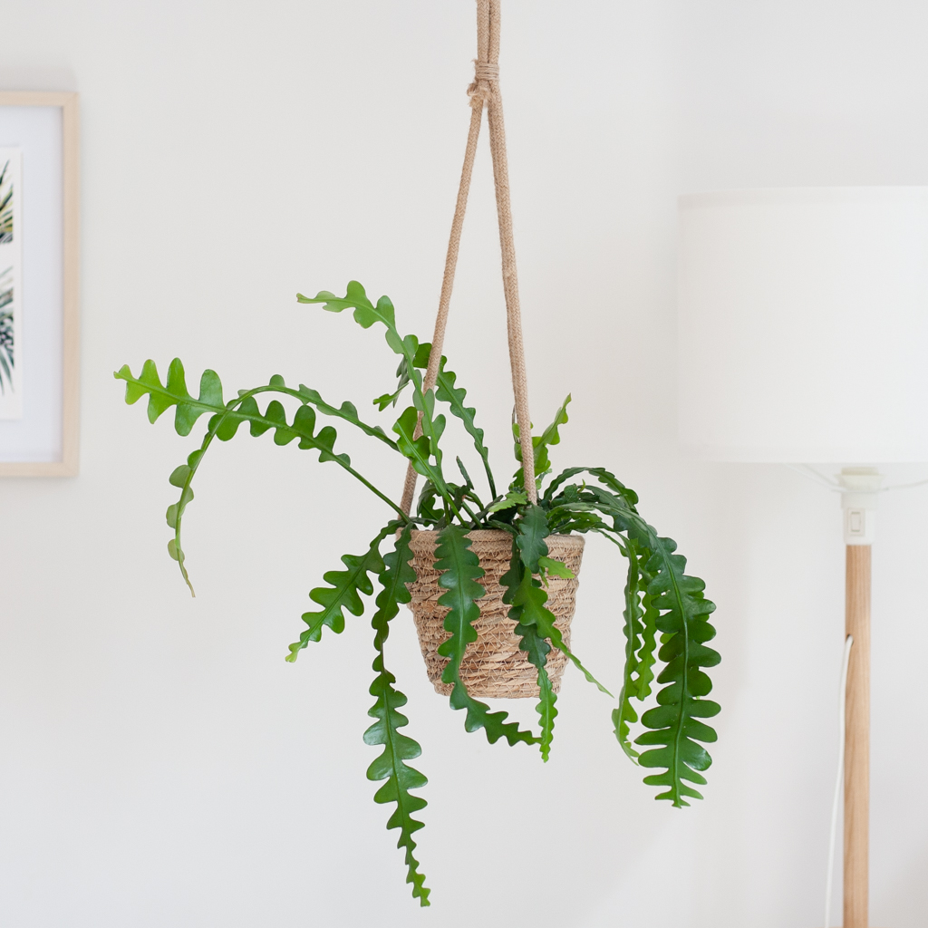 plantje.nl Zaagcactus Kamerplanten, Hangplanten, Cactus, Vetplanten, Makkelijke kleine Groene Woonkamer, Groen, Zigzag-vormige bladeren, Tropische 1 plantje.nl Zaagcactus Kamerplanten, Hangplanten, Cactus, Vetplanten, Makkelijke kleine Groene Woonkamer, Groen, Zigzag-vormige bladeren, Tropische