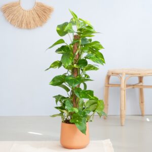 plantje.nl Epipremnum Pinnatum Aureum op mosstok, Groen, Geel, Hartvormige bladeren, Klimplant, Mosstok, Luchtzuiverend, Duurzamere keuze, Geen turf,