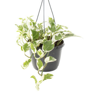 Epipremnum Aureum N'joy (Variegated) - P 18 cm