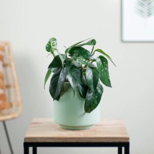 Epipremnum Pinnatum Variegata - P15