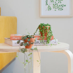 plantje.nl Chinees Lantaarnplantje, Erwtenplantje Duo, 8cm, Groen, Hangplant, Mini