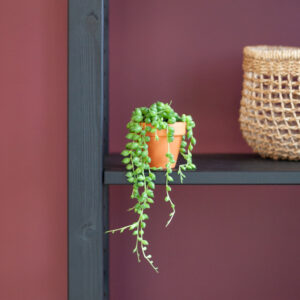 plantje.nl, Erwtenplantje mini, Senecio Rowleyanus, Groen