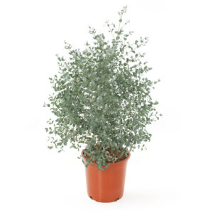 Eucalyptus plant (gomboom) - P 23 cm