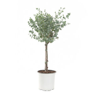 Eucalyptus Gunnii op stam (Gomboom) P 15 cm