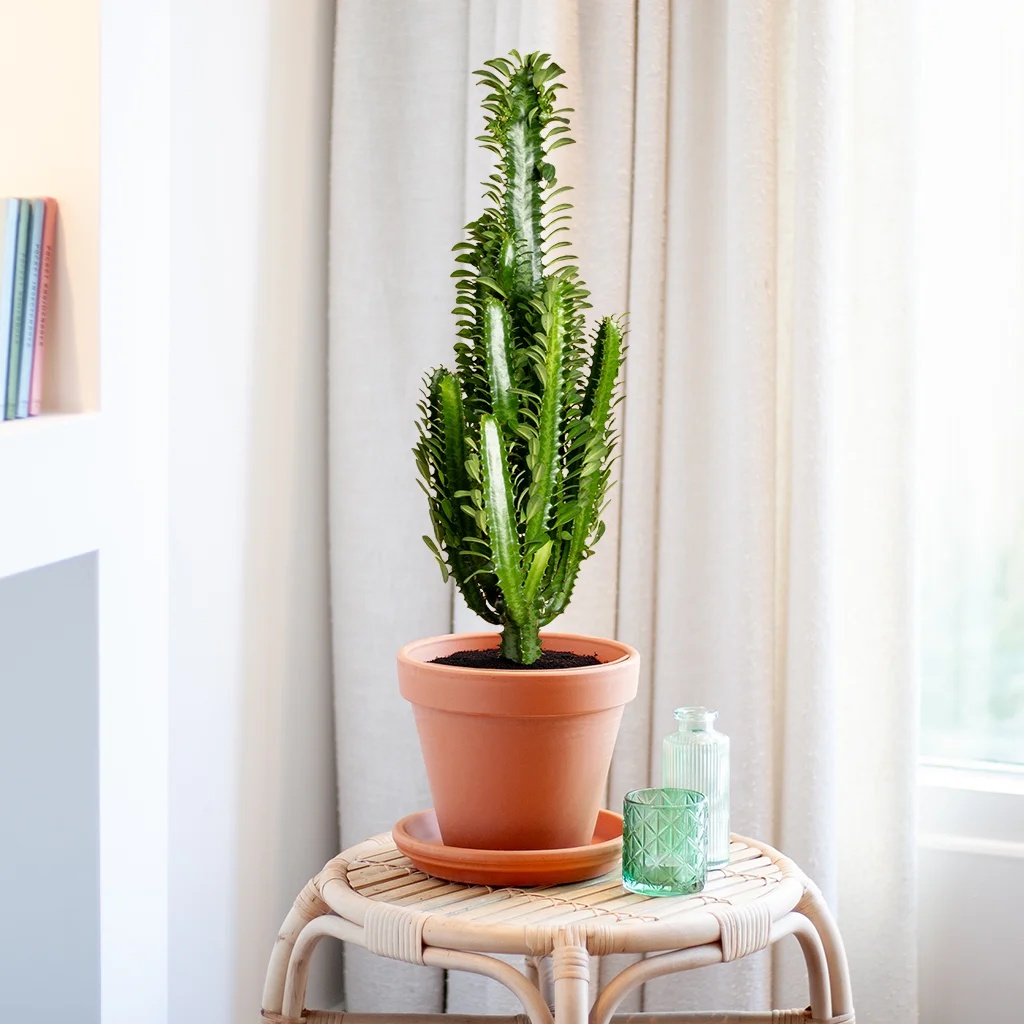 plantje.nl Euphorbia Trigona, Afrikaanse Melkboom, Groen 1 plantje.nl Euphorbia Trigona, Afrikaanse Melkboom, Groen