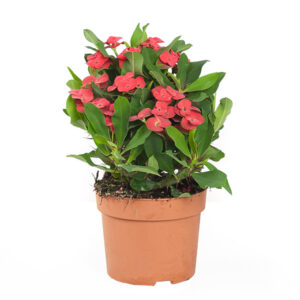 Christusdoorn - Euphorbia Milii - P 12 cm