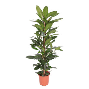 Ficus Cyathistipula - P 21 cm
