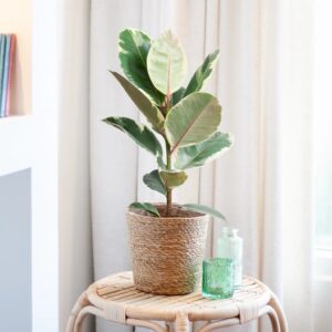 Ficus Tineke - Bonte Rubberboom - P17