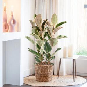 plantje.nl Rubberboom, Groen,Geelwit, P 27, Grote bladeren,Glanzende, Kleurpatroon, Grote, glanzende bladeren met een opvallend kleurpatroon,Sap kan