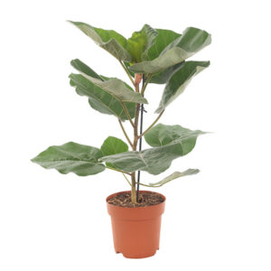 Ficus Everest - P 21 cm