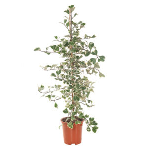 Ficus Triangularis Variegata 'Sweet Heart' - P 17 cm