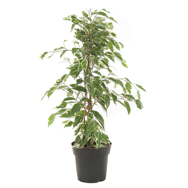 Ficus Benjamina 'Twilight' (Treurvijg) - P 17 cm 1 Ficus Benjamina 'Twilight' (Treurvijg) - P 17 cm