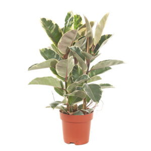 Ficus Elastica Tineke (Bonte Rubberboom) - P 24