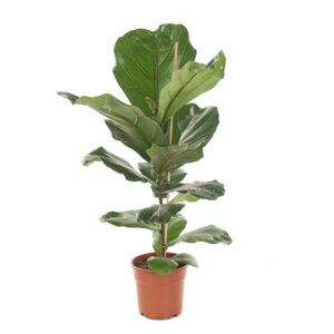 Vioolplant (Ficus Lyrata) - P 17 cm