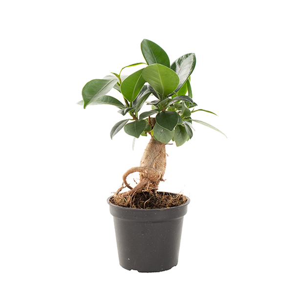 Mini Ficus Ginseng (Microcarpa) - P 6 cm 1 Mini Ficus Ginseng (Microcarpa) - P 6 cm