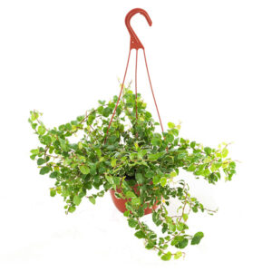 Ficus Pumila 'white sunny' - P 15 cm