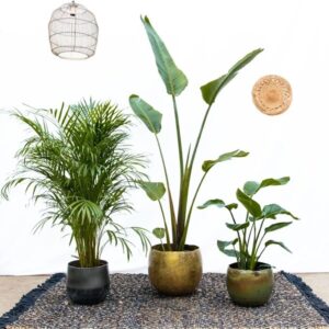 Combideal - Strelitzia Augusta P30 + Dypsis Lutescens P24 + Strelitzia Nicolai P21