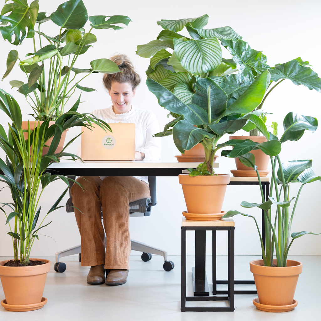 Kantoor Plantenbox - Groot (6 stuks) 1 Kantoor Plantenbox - Groot (6 stuks)